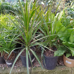 Dracaena Marginata - tienda online