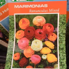 Bulbos de Marimonia