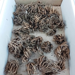 Raíces Tuberosas de Marimonia
