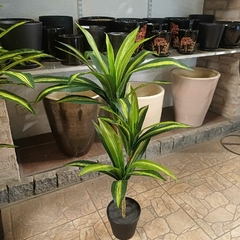 Dracaena massangeana (Artificial)