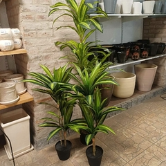 Dracaena massangeana (Artificial) - comprar online