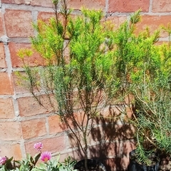 Melaleuca - comprar online