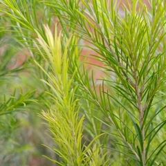 Melaleuca