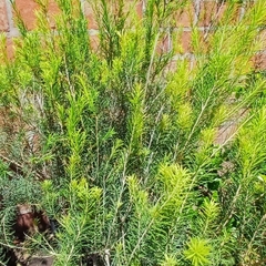 Melaleuca en internet