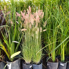 Melinis repens - comprar online
