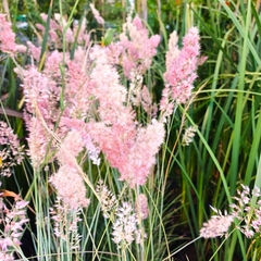 Melinis repens