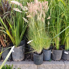 Melinis repens - Vivero Mario