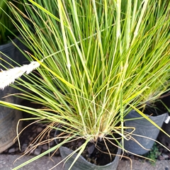 Melinis repens - tienda online