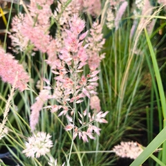 Melinis repens - comprar online