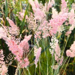 Imagen de Melinis repens