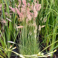 Melinis repens