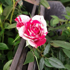 Rosa Miniatura en internet