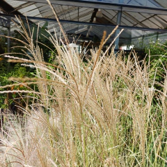 Miscanthus Variegata