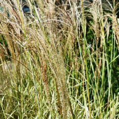 Miscanthus Variegata