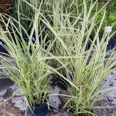 Miscanthus Variegata - comprar online