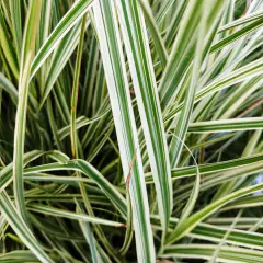 Miscanthus Variegata en internet
