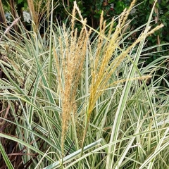 Miscanthus Variegata