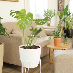 Monstera Deliciosa - comprar online