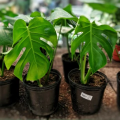 Monstera Deliciosa - comprar online