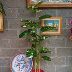 Monstera variegada (Artificial) en internet