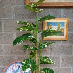 Monstera variegada (Artificial) - tienda online