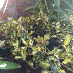 Muérdago Variegata - Vivero Mario