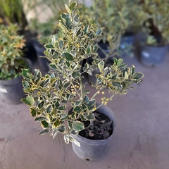Muérdago Variegata - comprar online