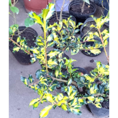 Muérdago Variegata en internet