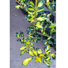 Muérdago Variegata - Vivero Mario