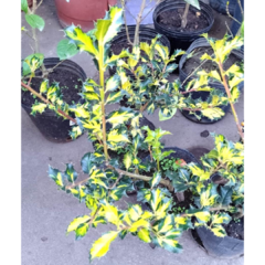 Muérdago Variegata - tienda online