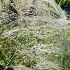 Muhlenbergia en internet