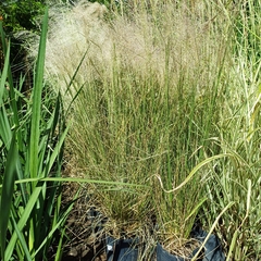 Muhlenbergia - Vivero Mario