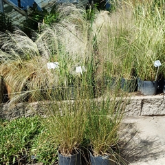 Muhlenbergia - tienda online