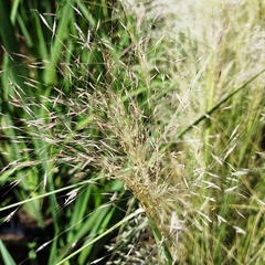 Imagen de Muhlenbergia