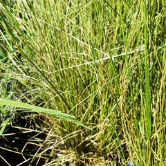 Muhlenbergia