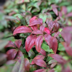 Nandina Fire Power