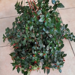 Nematanthus - comprar online