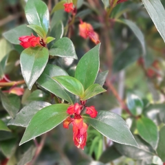 Nematanthus en internet