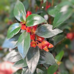Nematanthus
