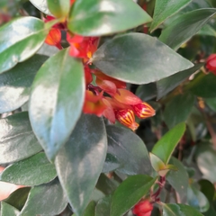 Nematanthus - Vivero Mario