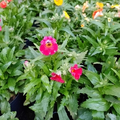 Nemesia - Vivero Mario