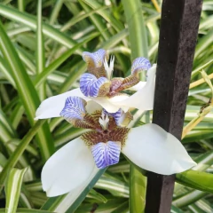 Imagen de Lirio de Misiones (neomarica)