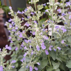 Nepeta (hierba gatera) - Vivero Mario