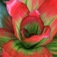 Nidularium - tienda online