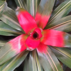 Nidularium Tricolor - comprar online