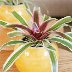 Nidularium Tricolor - comprar online