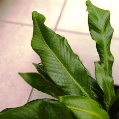 Helecho Lengua de Ciervo - tienda online