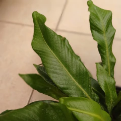 Helecho Lengua de Ciervo en internet