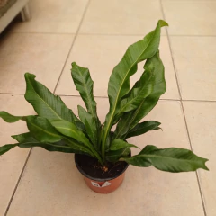 Helecho Lengua de Ciervo - comprar online