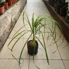 Nolina en internet